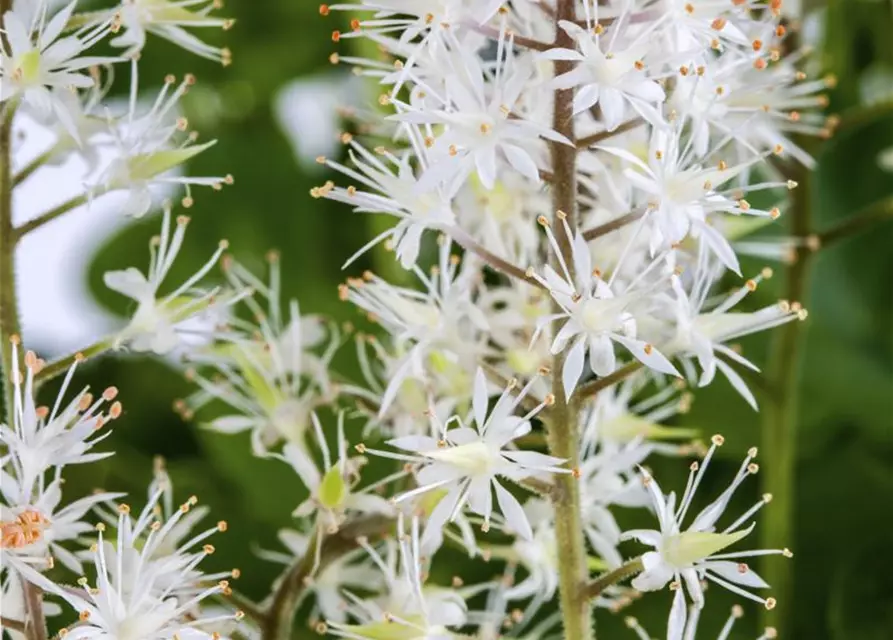 Tiarella cordifolia