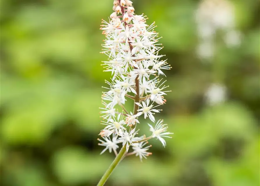 Tiarella cordifolia