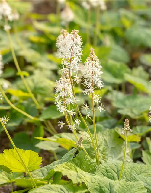 Tiarella cordifolia