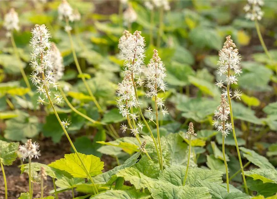 Tiarella cordifolia