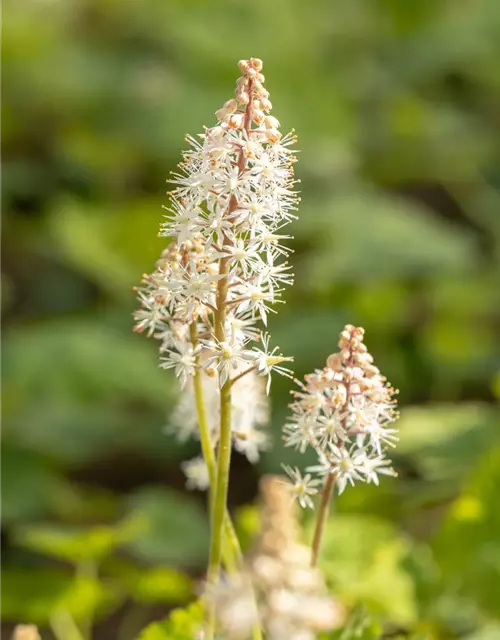 Tiarella cordifolia