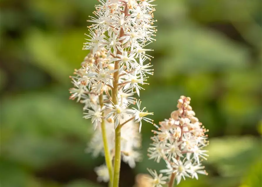 Tiarella cordifolia