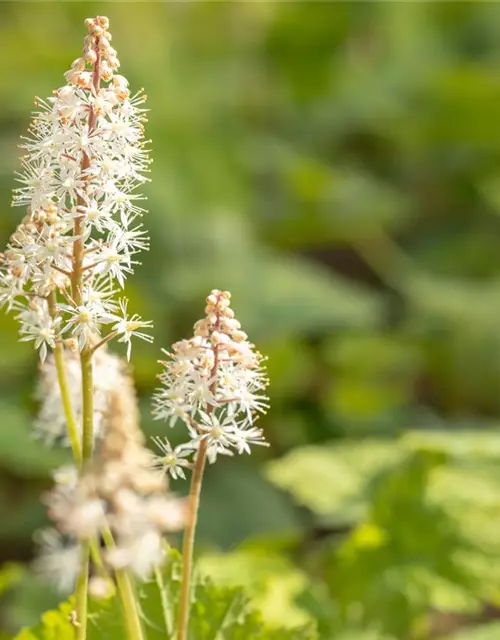 Tiarella cordifolia