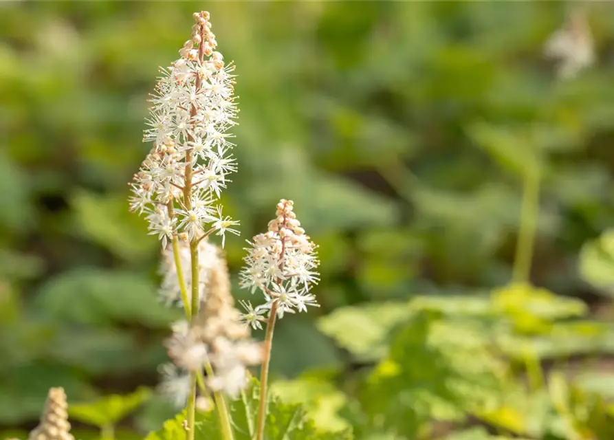 Tiarella cordifolia