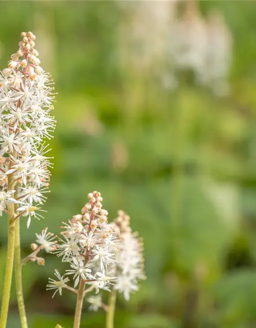 Tiarella cordifolia