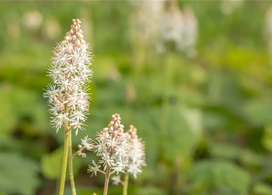 Tiarella cordifolia