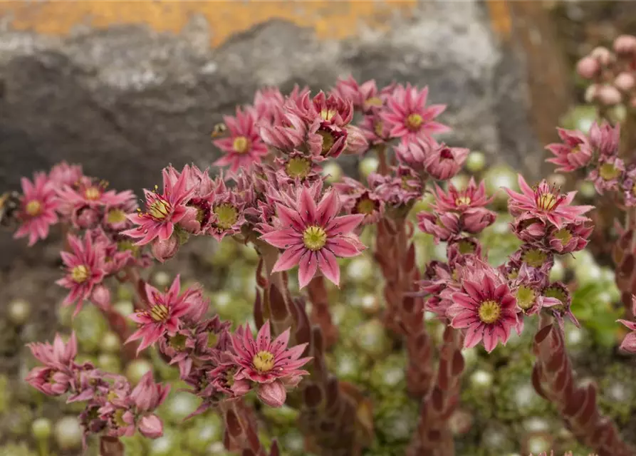 Sempervivum arachnoideum