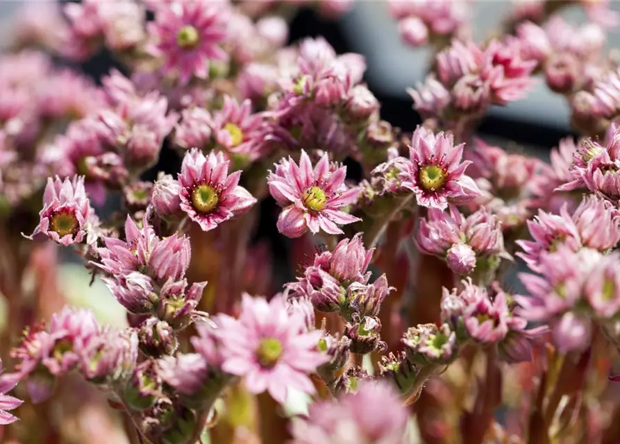 Sempervivum arachnoideum