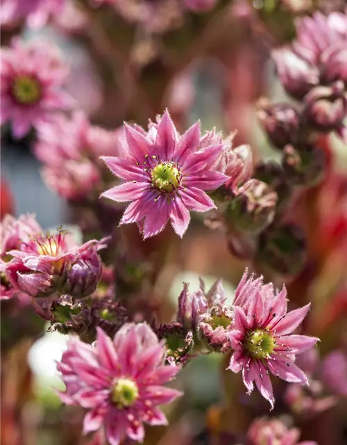 Sempervivum arachnoideum