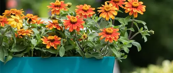 Frühling, Sommer, Herbst, Winter: der Balkon ist immer ein schöner Anblick