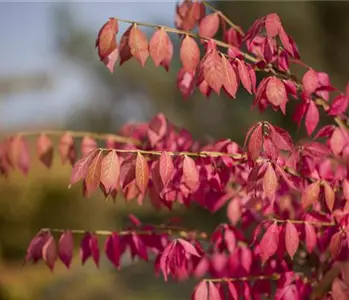 Was tun mit dem Herbstlaub?