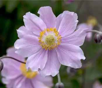 Herbst-Anemone