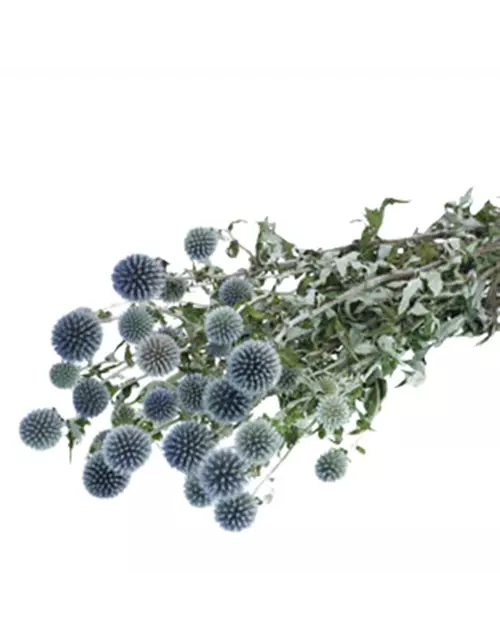 Getrocknete Distel Echinops, natur, blau