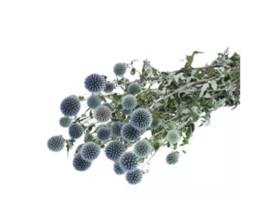 Getrocknete Distel Echinops, natur, blau