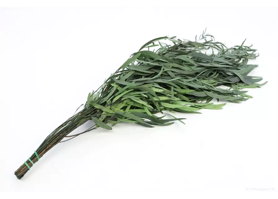 Zweig Eucalyptus niccoli, ca. 60 cm , grün