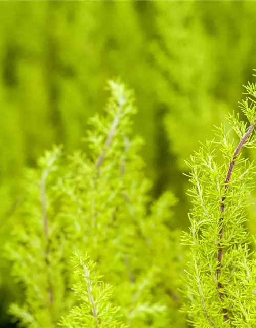 Baumheide Erica arborea, 13 cm Topf