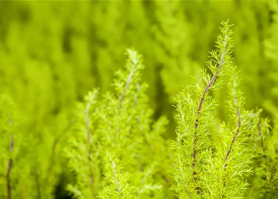 Baumheide Erica arborea, 13 cm Topf