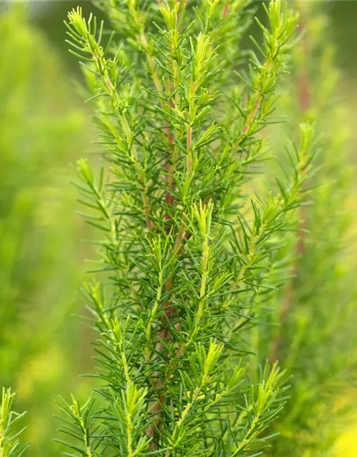 Baumheide Erica arborea, 13 cm Topf