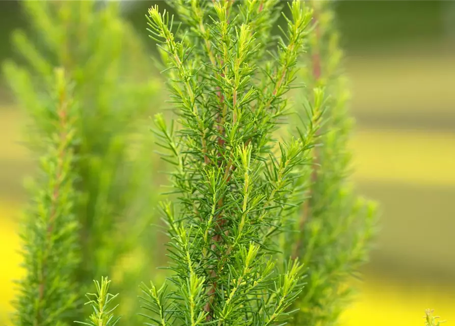 Baumheide Erica arborea, 13 cm Topf