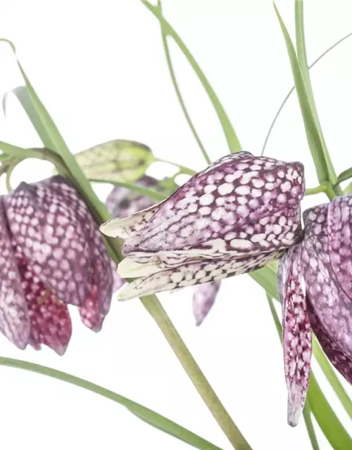 Fritillaria meleagris