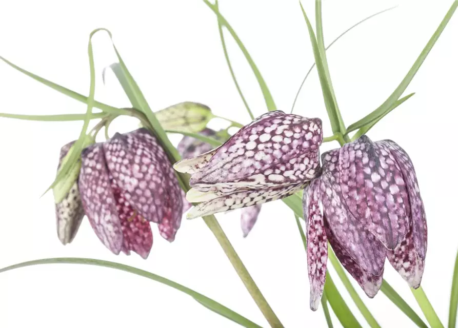 Fritillaria meleagris