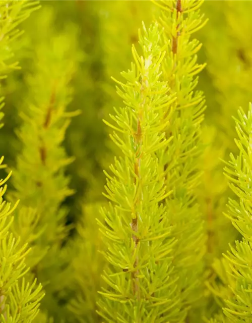 Baumheide Erica arborea, 13 cm Topf