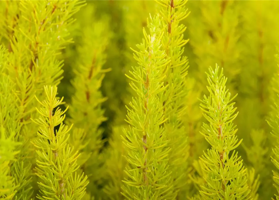 Baumheide Erica arborea, 13 cm Topf