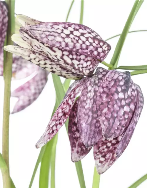 Fritillaria meleagris