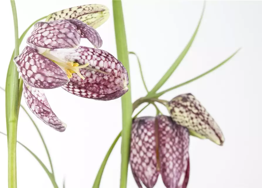 Fritillaria meleagris