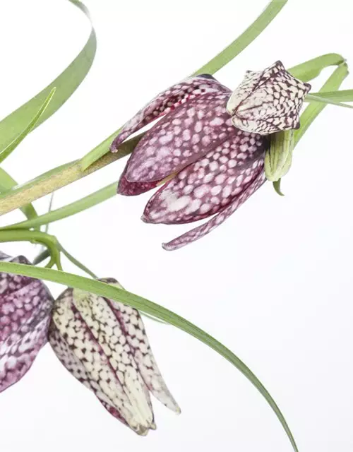 Fritillaria meleagris