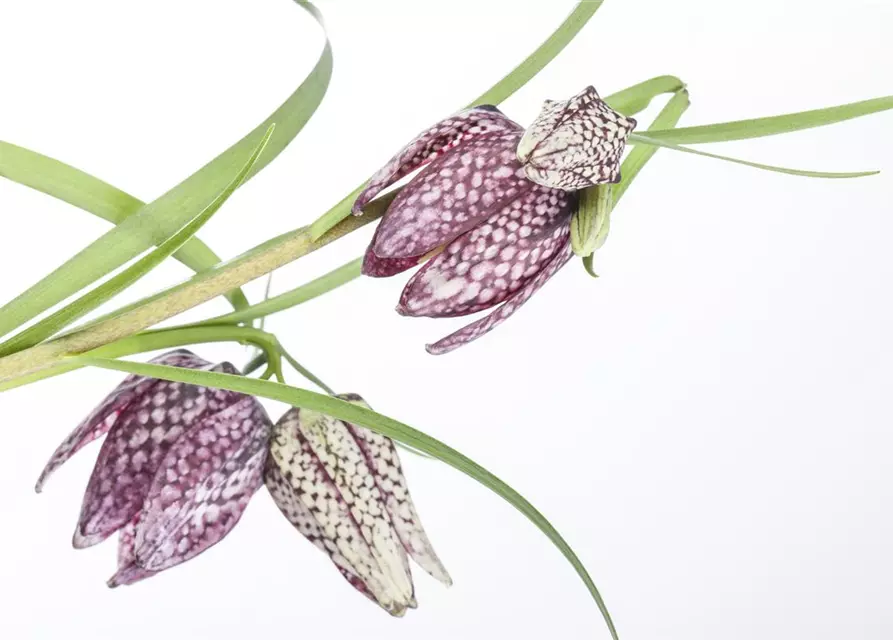 Fritillaria meleagris