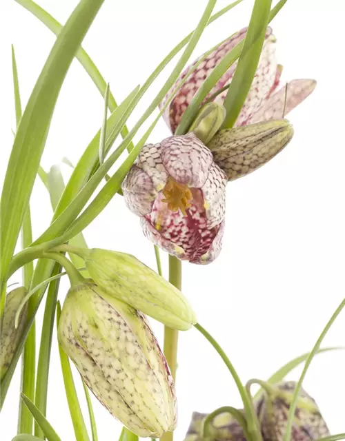 Fritillaria meleagris