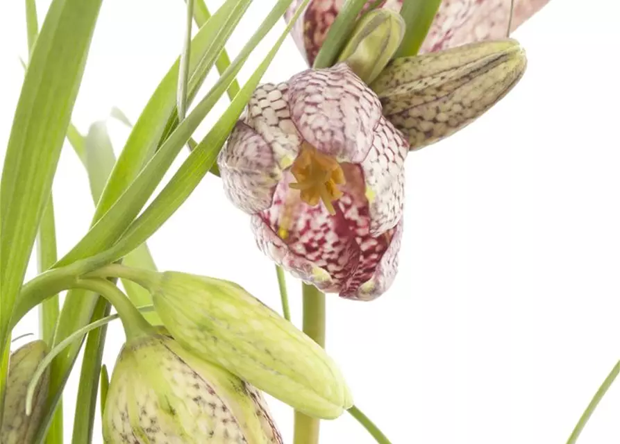 Fritillaria meleagris