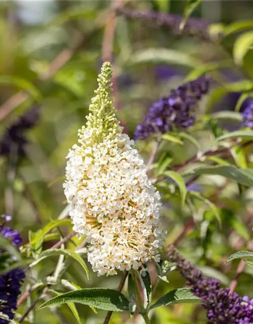 Buddleja BUZZ™