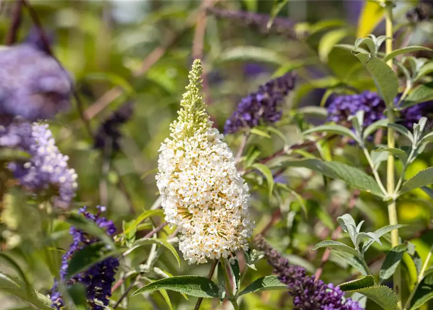 Buddleja BUZZ™