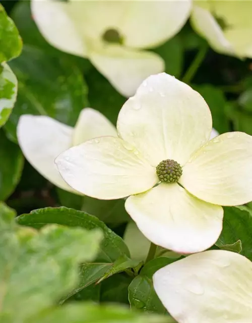 Cornus kousa 'Venus'®