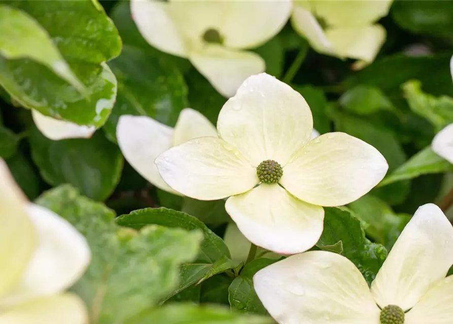 Cornus kousa 'Venus'®