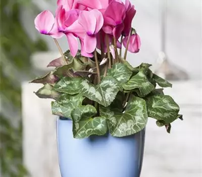 Cyclamen persicum, rosa