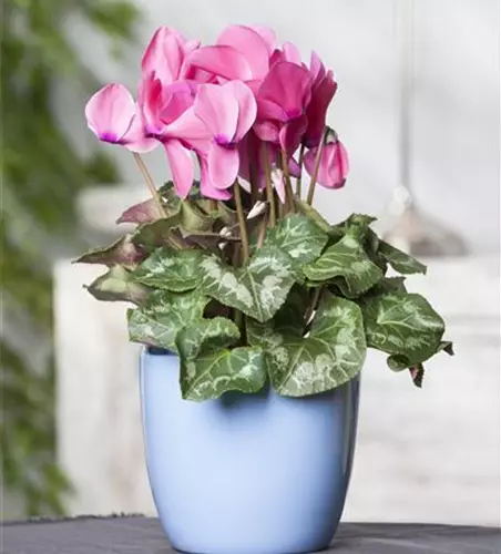 Cyclamen persicum, rosa