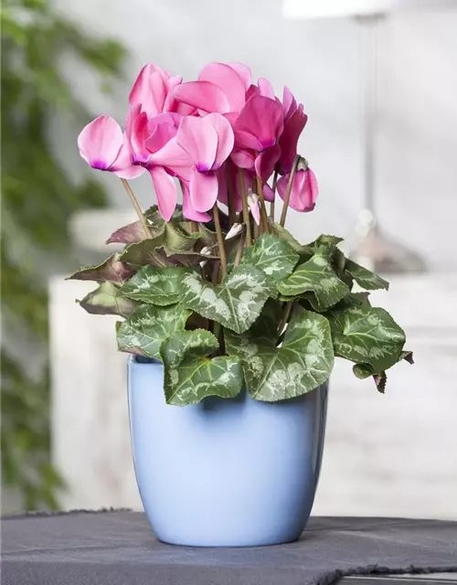 Cyclamen persicum, rosa