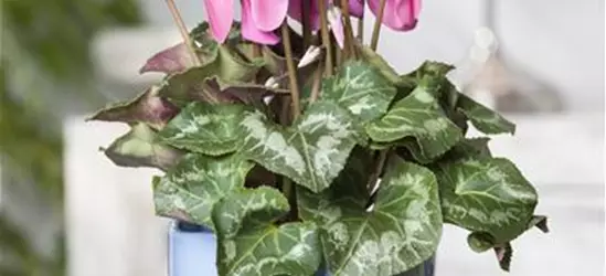 Cyclamen persicum, rosa