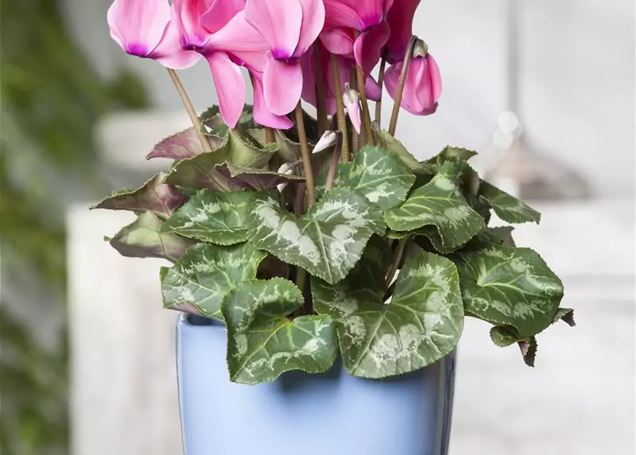 Cyclamen persicum, rosa