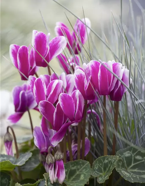 Cyclamen persicum