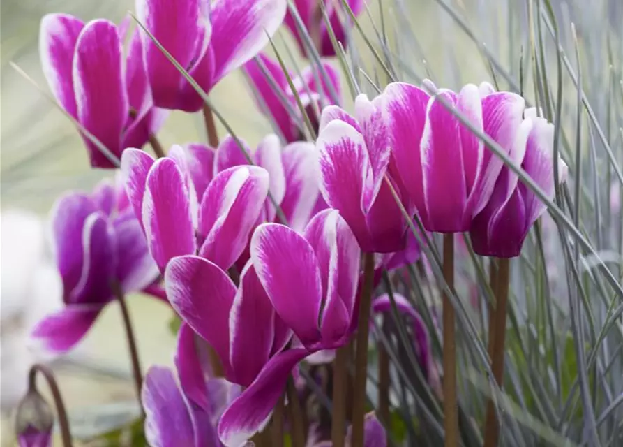 Cyclamen persicum