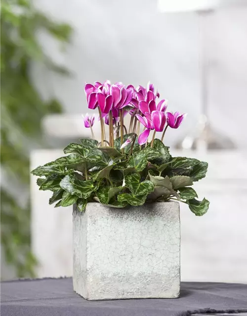 Cyclamen persicum, rosa