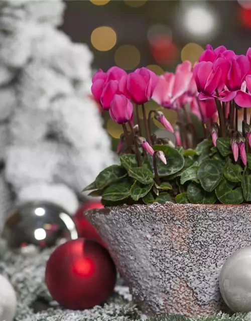 Cyclamen persicum, rosa