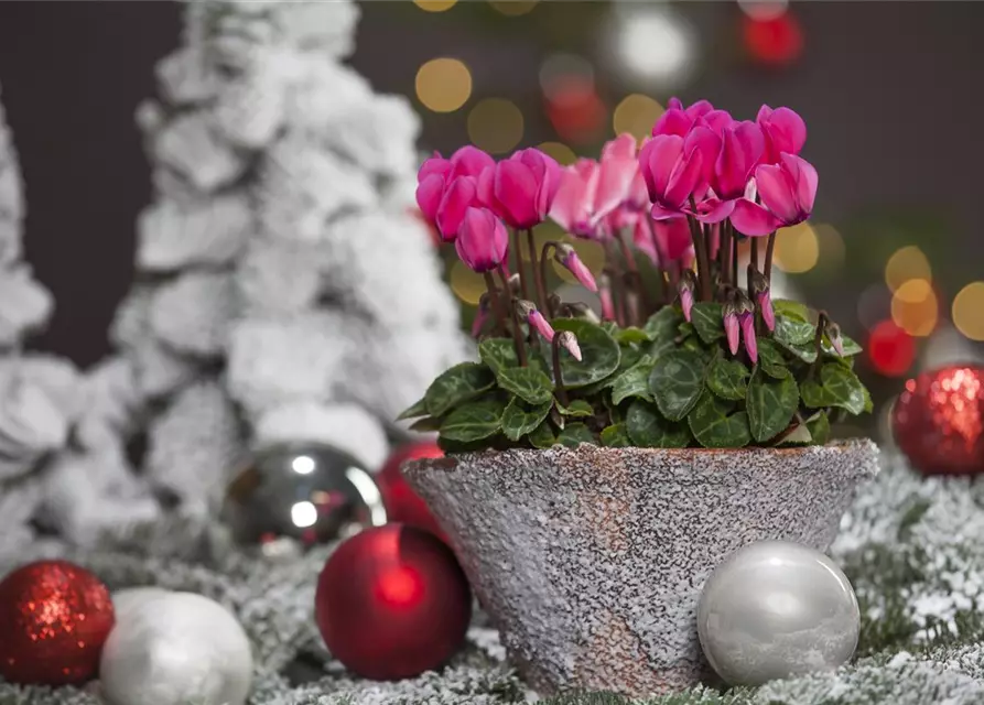 Cyclamen persicum, rosa