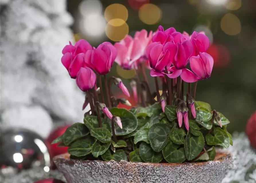 Cyclamen persicum, rosa