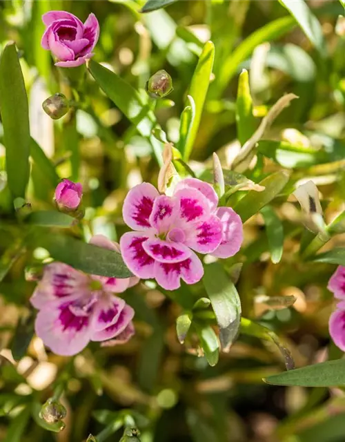 Dianthus 'Pink Kisses'®