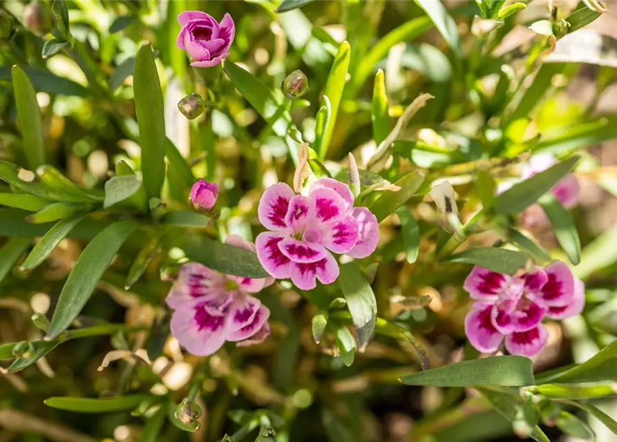 Dianthus 'Pink Kisses'®